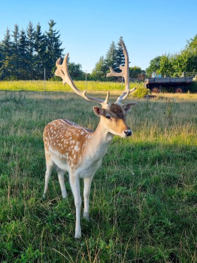 Hirsch in der Nähe des House of Flow, Retreat Brandenburg – Wildtiere hautnah erleben