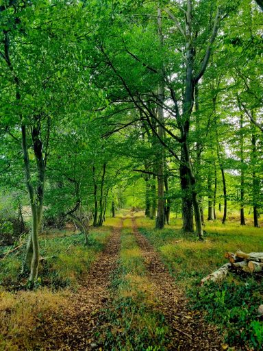 Waldweg in der Nähe des House of Flow, grün und verwunschen, Retreat Brandenburg